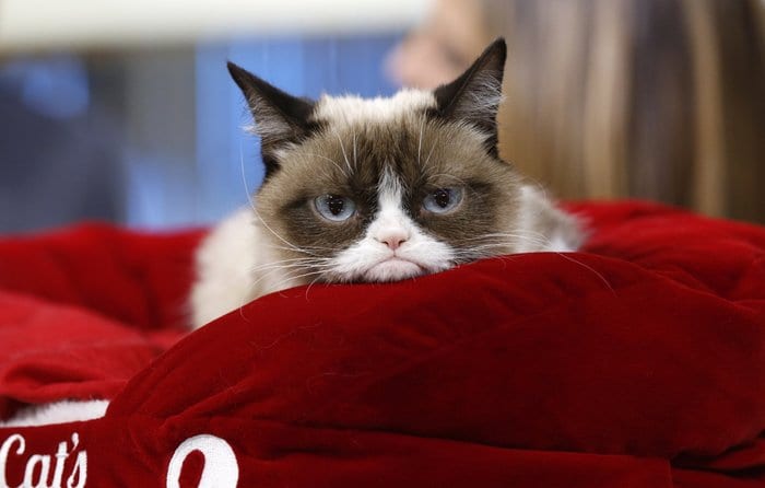 Only in America: Grumpy Cat sues in court to become a puss in loot!