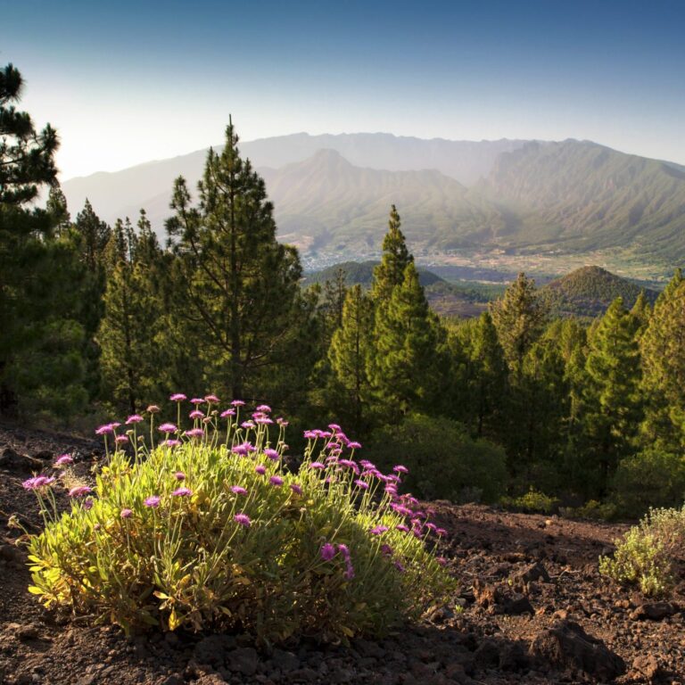 La Palma Walking Festival