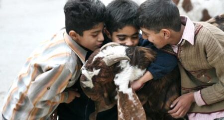 Children kiss their sacrificial goat as the preparations for Eid-ul-Adha - The Eid of Qurbani