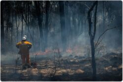 What happened to the Australian bushfires? 