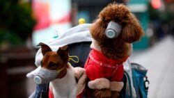 Pet dog in quarantine after testing ‘weak positive’  for coronavirus