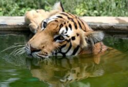 Tiger captivity in India