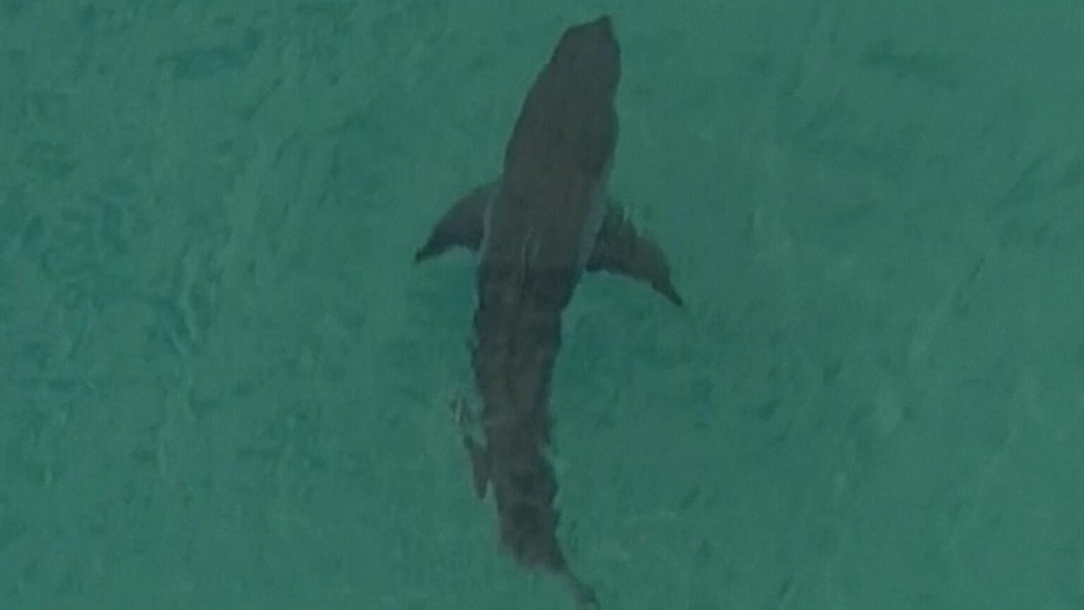 Australia: Surfer dies after 10-foot white shark attacks him