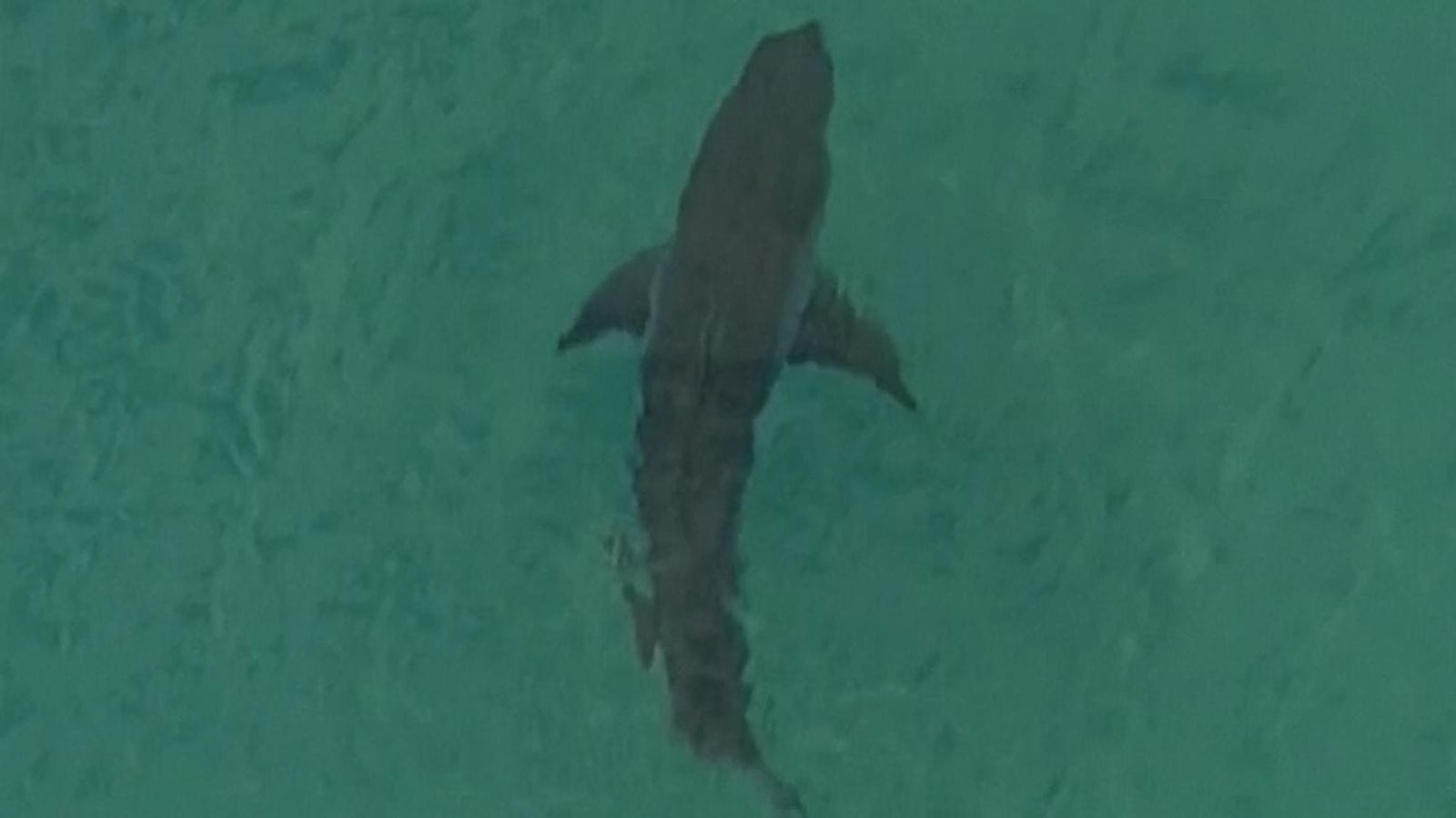 white shark kills a surfer in Australia