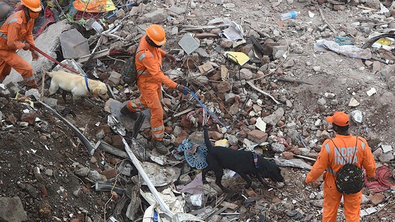 Dogs are helping in the search for survivors