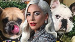 lady gaga dogs stolen, friend shot