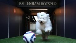 Dulux apologises for mocking Tottenham Hotspurs lack of silverware