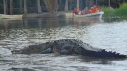 Croc attack witness heard ‘crocodile’ scream then saw bloodied sister with teeth marks