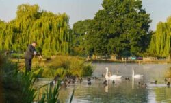 Don’t feed the ducks: royal parks warn of bullying bird behaviour after lockdown