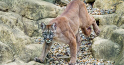Hero mother punches mountain lion that dragged her 5-year-old son