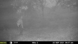 Possible Brian Laundrie sighting on deer cam 500 miles from his home under investigation