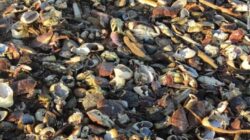 Thousands of dead fish wash ashore on English beaches