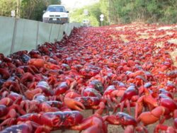 Why 50 million crabs are shutting down roads in Australia: ‘They are turning up everywhere’