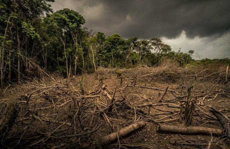 EU could ban imports of coffee and beef linked to deforestation