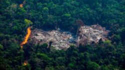 COP26: World leaders promise to end deforestation by 2030