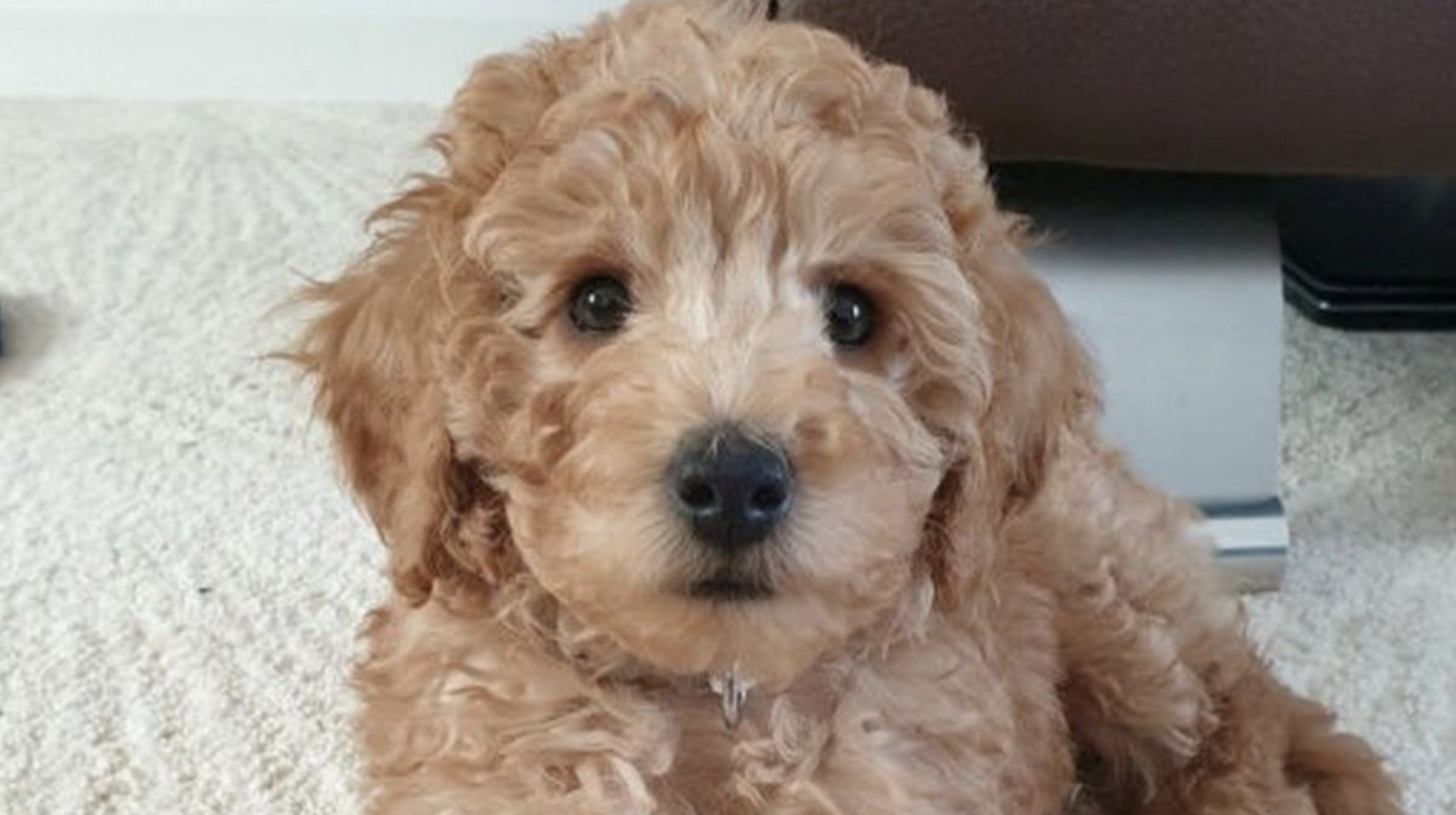 Heartbroken owners forced to put cockapoo puppy to sleep after dog salon visit