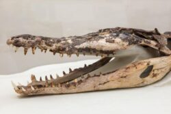 120-year-old crocodile found under classroom goes on display