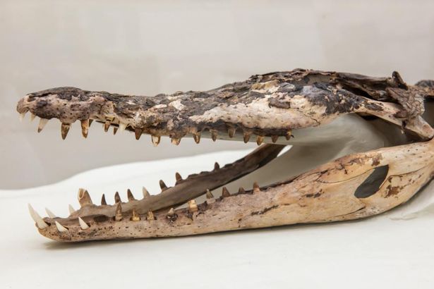 120-year-old crocodile found under classroom floorboards goes on display at school