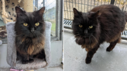 17-year-old cat in a shelter for 260 days – can you give her a home?
