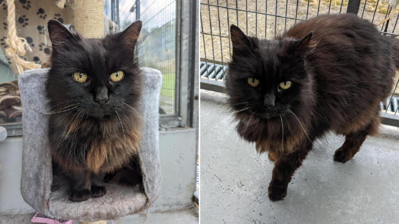 17-year-old cat who loves to snooze has been in a shelter for 260 days – can you give her a home?