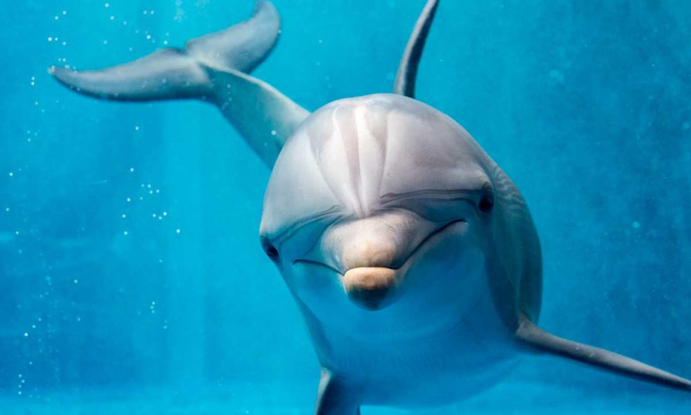 Is Russia using trained dolphins in the war against Ukraine?