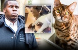 Cat-kicking coward Kurt Zouma signs away pets as disgraced West Ham star admits animal cruelty