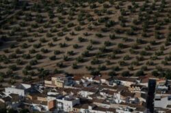 Drought threatens Spain's 'green gold' harvest