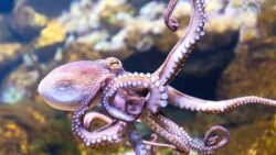 Mystery surrounds octopus boom in Cornwall as fisherman catches 150 in one day