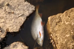 Mass fish deaths in German-Polish river