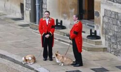 Queen’s loyal corgis Muick and Sandy wait patiently for their owner one last time