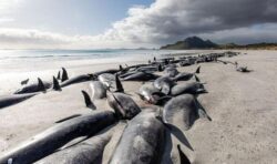 Alarm as 250 whales found stranded on beach in tragic incident: ‘No chance of survival’