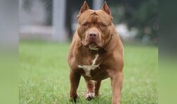 Owning one of these dog breeds is illegal in the UK