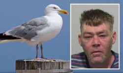 Brutal seagull killer jailed for sick attack on birds and spiking chick on a fence