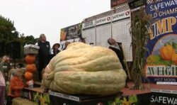 ‘It shouldn’t happen’: Whopping 2560-pound pumpkin smashes records