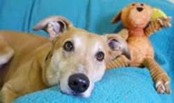 ‘Most unwanted dog in Britain’ has spent over 1,000 days in Dogs Trust kennels