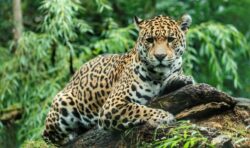 Our disappearing wildlife is pushing life on Earth into critical condition