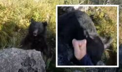 Horrifying moment climber forced to fight off bear attack with bare fists – WATCH