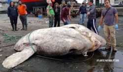 ‘Biggest fish ever’ found in Portugal with body weighing three tonnes