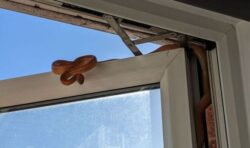 ‘Absolutely petrified’ woman shocked to discover 3ft snake inching down her bedroom window