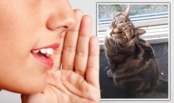 Paws for thought: Why your cat knows your voice – but may not listen