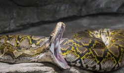 Python horror as woman’s body found in stomach of 21-foot snake
