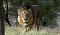 Three-year-old toddler snatched and mauled to death by lion as severed head and legs found