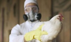 Bird flu outbreak: All poultry and captive birds in England ordered to be kept indoors