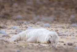 First grey seal pup of the year is born at England’s largest colony