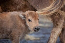 Rangers ‘elated’ by birth of baby bison in ancient woodland