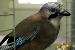 Patience is a virtue for jays waiting for favourite food
