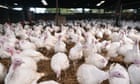 Bird flu: poultry to be kept indoors in England ‘until further notice’