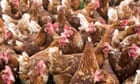 Bird flu found in poultry at site in Anglesey