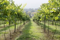 Taittinger among French firms to launch English sparkling wines as the south hots up