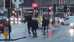 Moment spooked King’s Guard horses bolt through rush-hour traffic in London